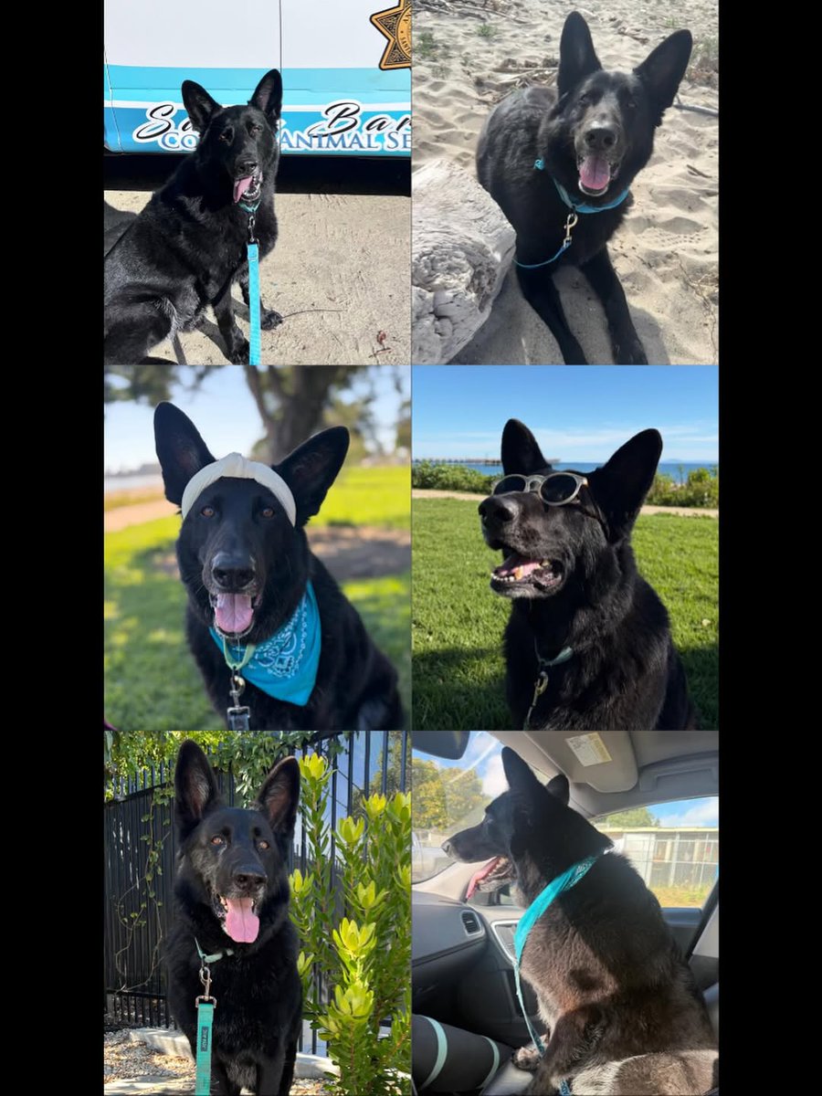 8415_n's tweet image. Ace #A495015
#euthlisted 5️⃣/7️⃣‼

Shelter listing:
24Petconnect.com/DetailsMain/SN…

#SantaBarbara #SantaBarbaraCounty #SoCal #California #LA #CA #dogrescue #fosterssavelives #adoptdontshop