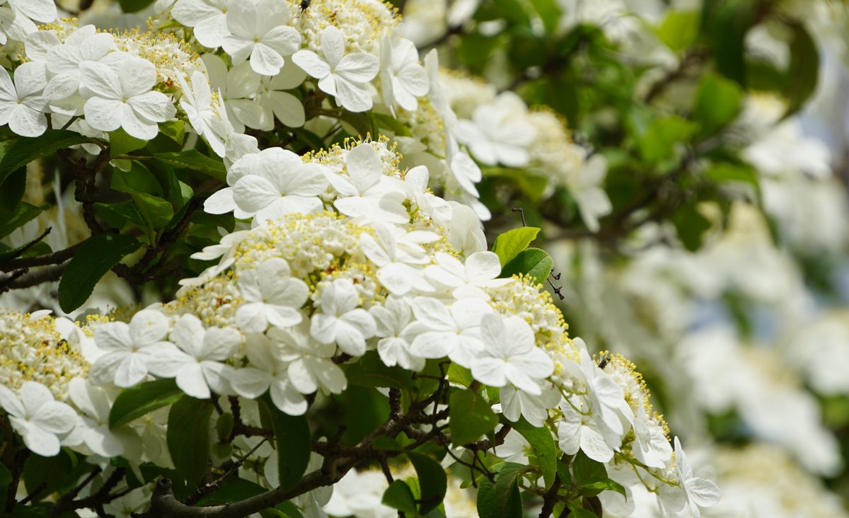 わじょーすきー tweet media