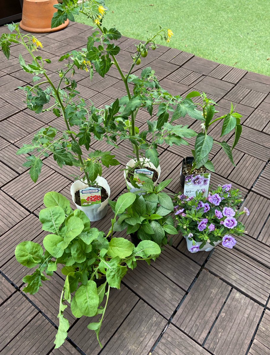 ＊misa＊ tweet media