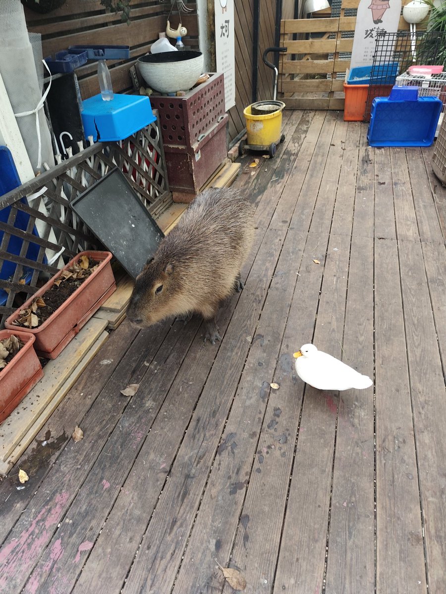 SabestianHan's tweet photo. Always like interact with capybara https://t.co/mitoUMmtha