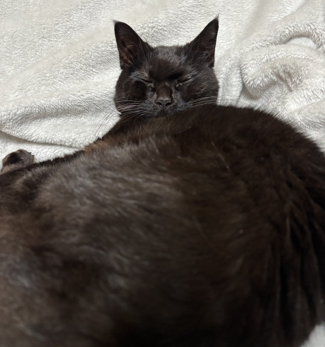 黒猫ベル🖤 tweet media