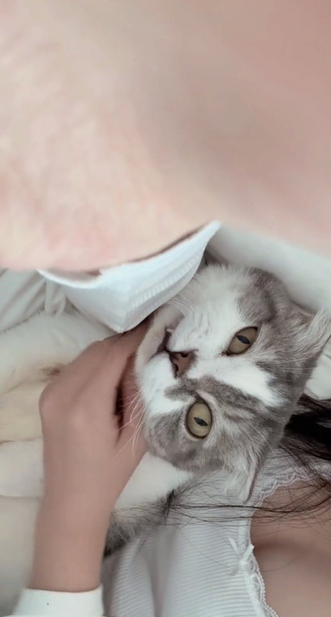 チェビン tweet media