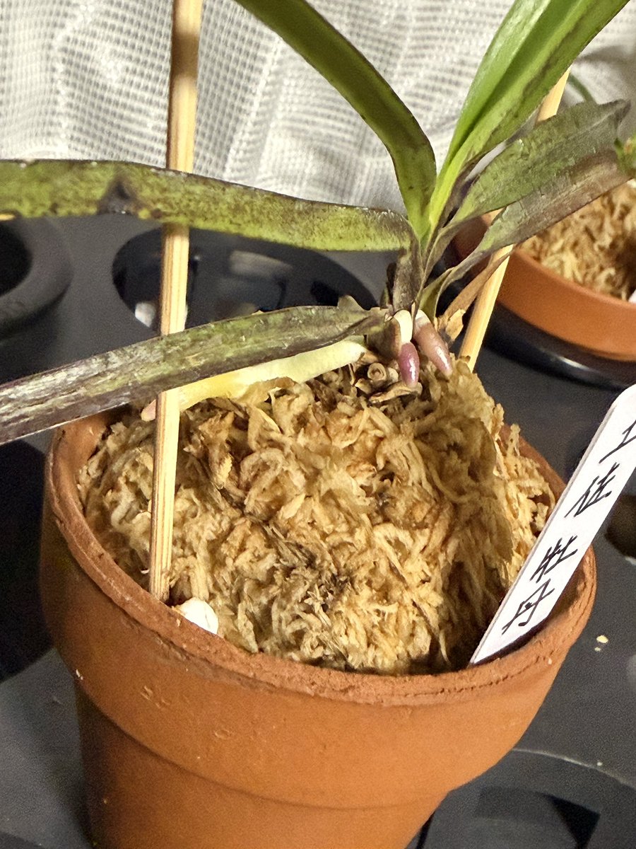 御影玲音@零娘🜸 tweet media