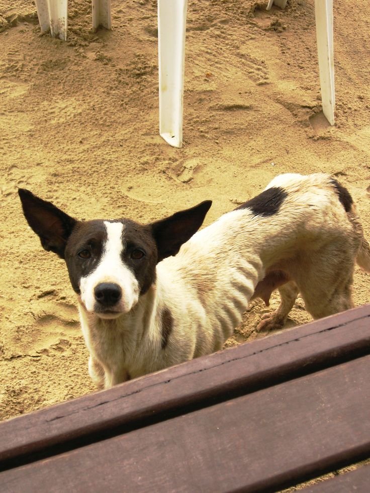 Anurupa Saha (Dampi) tweet media