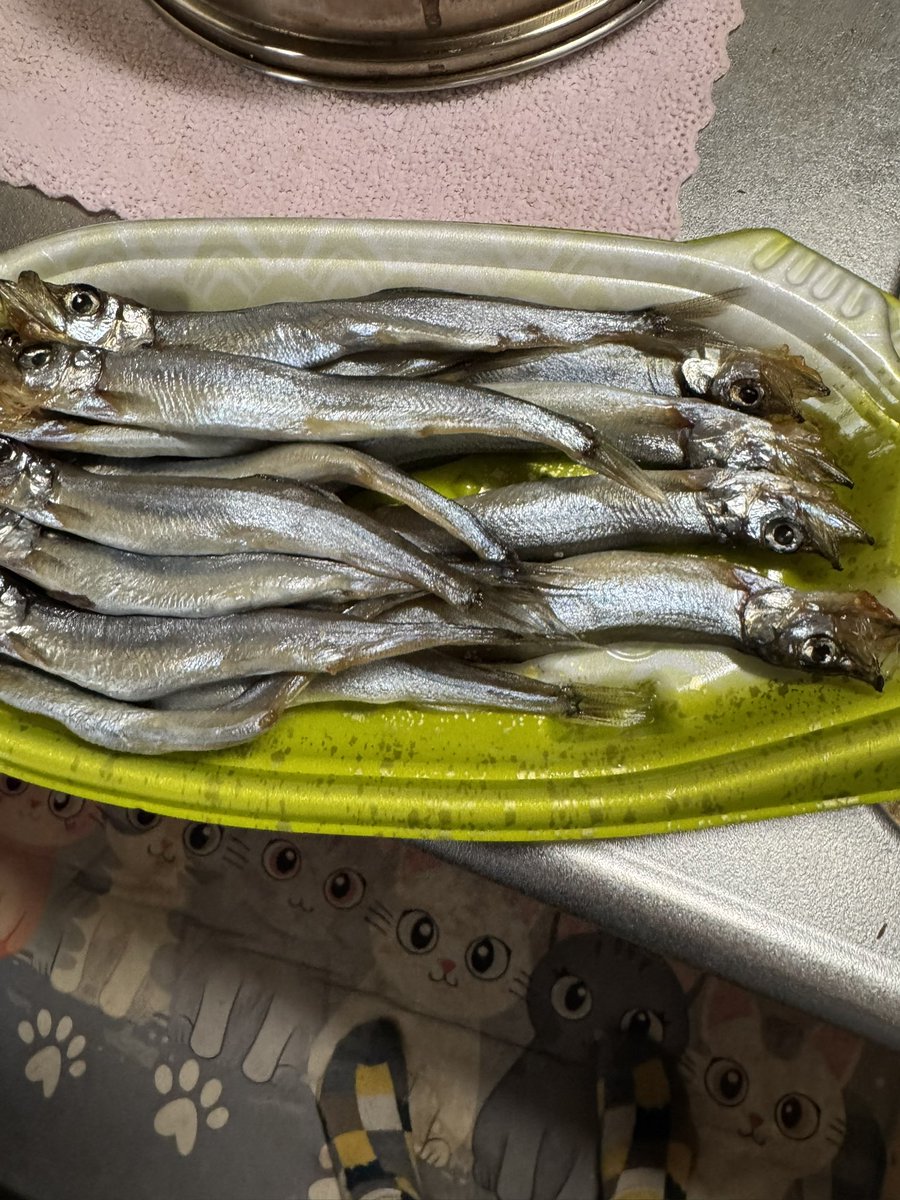 こうめ🐾🐯KOUME🇯🇵 tweet media