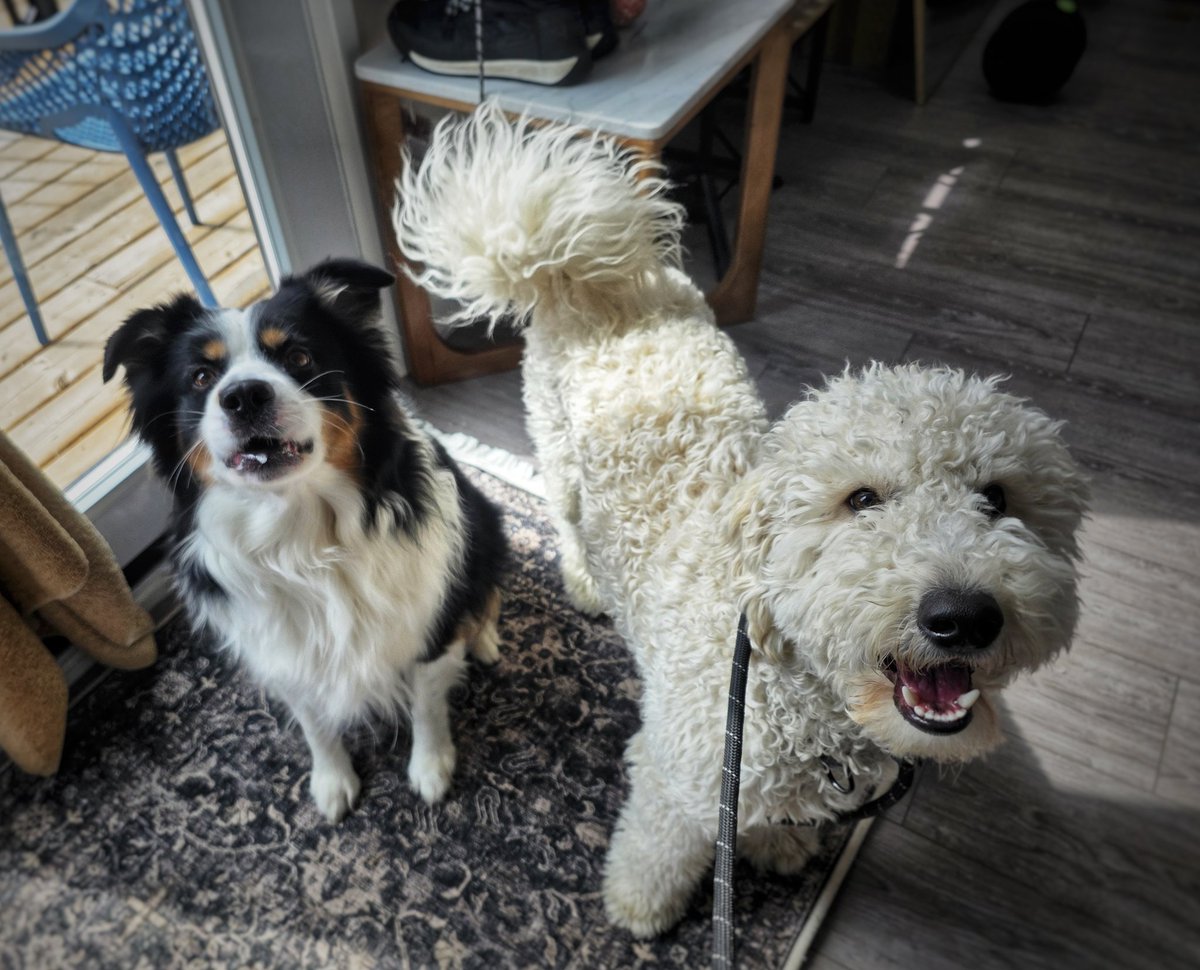 Walkin' The Dog tweet media