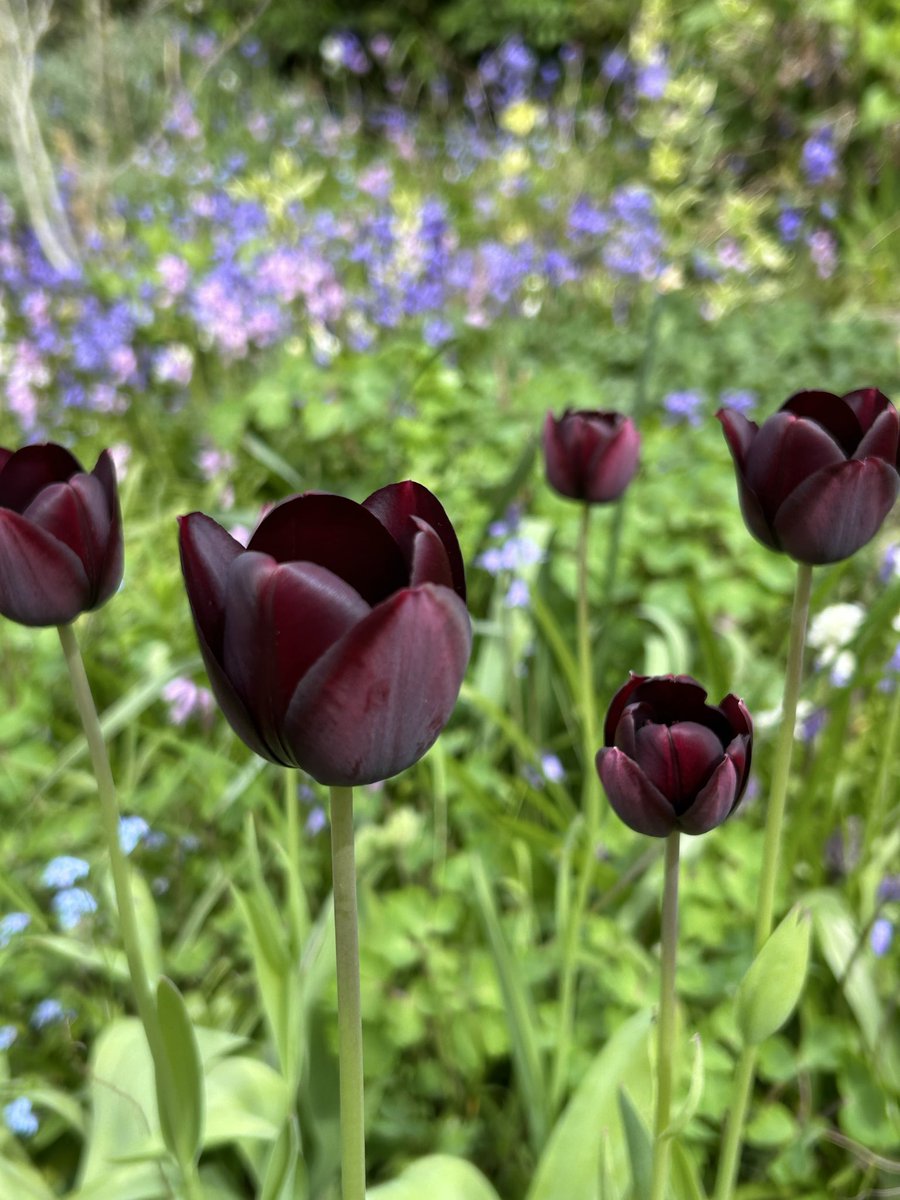 🌱Vicki🌺 tweet media