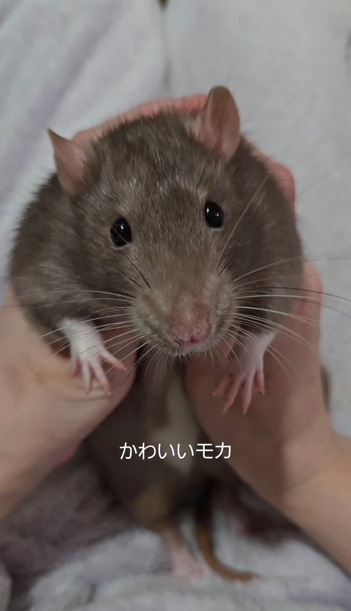 南兎（🐭） tweet media