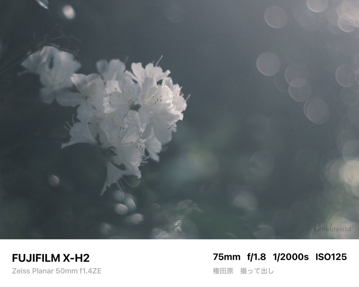 loqg78's tweet image. ここにきてレンズのMNGを複数確認…
Golden Weeeekに備えたNew Weapon導入
GWNWか(―○ω○)ก ｸｲｯ✧︎

#fujifilm_xseries #XH2 #Zeiss #Planar50ZE #ノスタルトーン