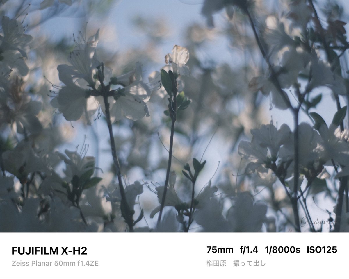 loqg78's tweet image. ここにきてレンズのMNGを複数確認…
Golden Weeeekに備えたNew Weapon導入
GWNWか(―○ω○)ก ｸｲｯ✧︎

#fujifilm_xseries #XH2 #Zeiss #Planar50ZE #ノスタルトーン