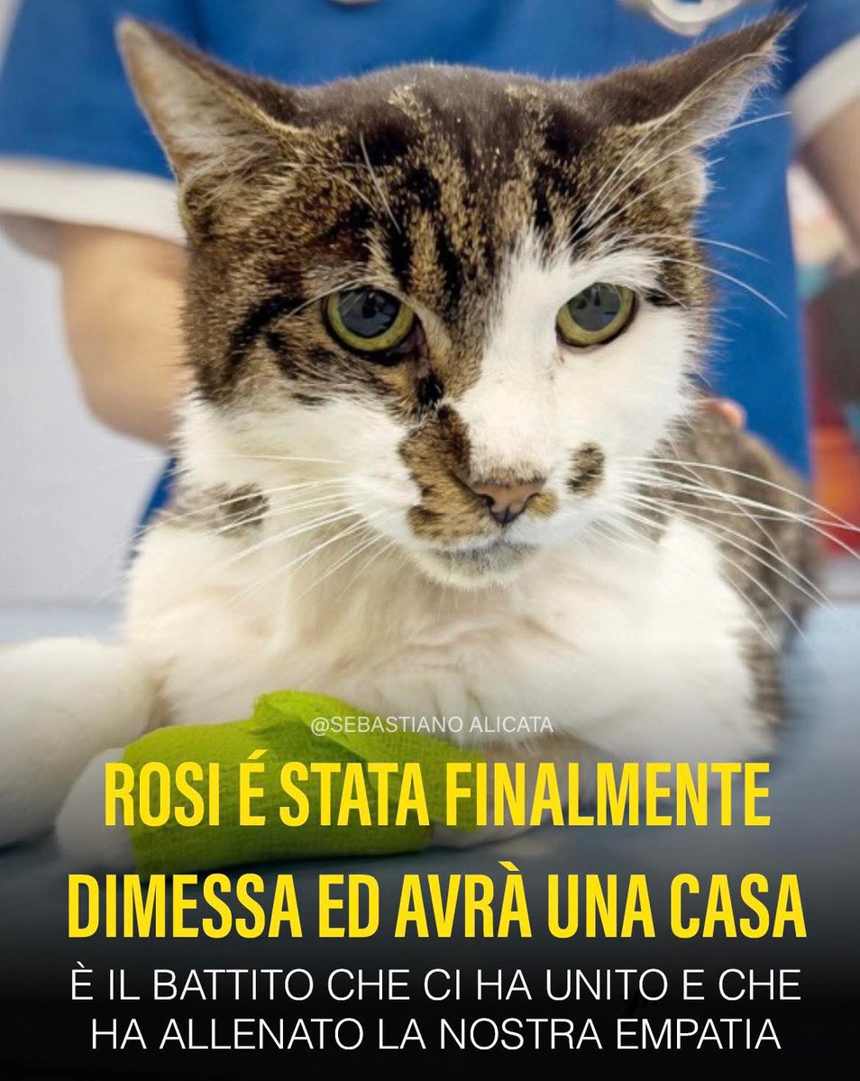 Bentornata a casa e alla vita, piccola.

#Rosi #giustiziaperRosi

Di Sebastiano Alicata.

C’è una grammatica universale che non ha bisogno di molte parole, di spiegazioni o di logica: è l’empatia.

Nell’ultimo mese abbiamo seguito tutti la vicenda della piccola Rosi. E non perché