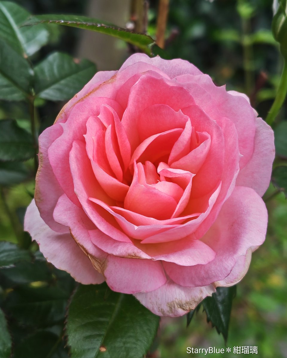 *⋅ Starry Blue ⋅*∗°❄️ tweet media