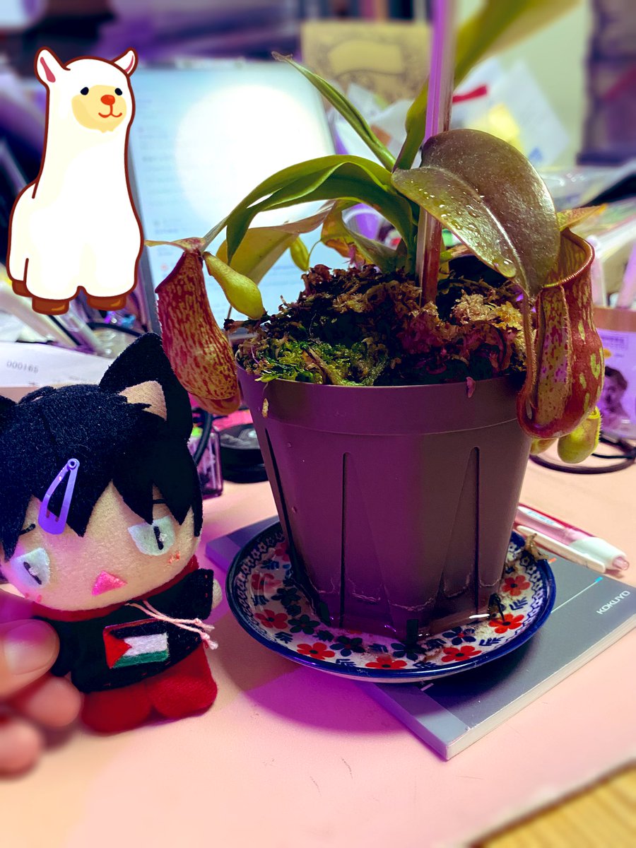 chimakoBlue's tweet image. だいぶ育ったウツボカズラさん。
あったかくなってきたし温室から窓辺へ。

いい感じに赤々してて良き！

「推し様に回ってもらう台」を買ってきて乗せたい。。。。

#MyDailyLife #MDL #我家緑化計画