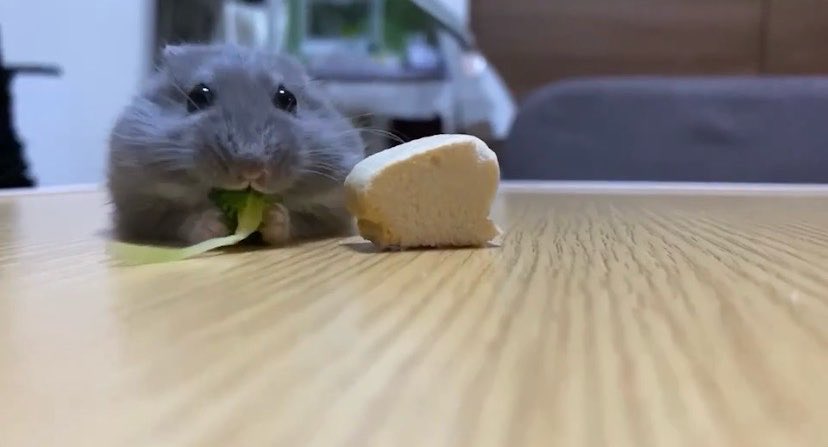 これは「アザラシみたい」と言われたハムスター