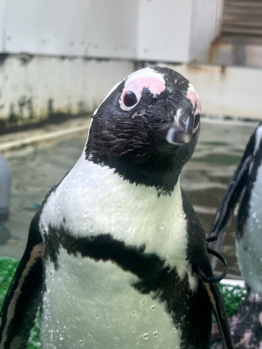 4月25日は　#世界ペンギンの日 
ということで当館で飼育しているケープペンギンの野生の“今”をお伝えします🐧

南アフリカに生息しているケープペンギン、日本各地の動物園や水族館で飼育している種なので見たことある方は多いのではないでしょうか。