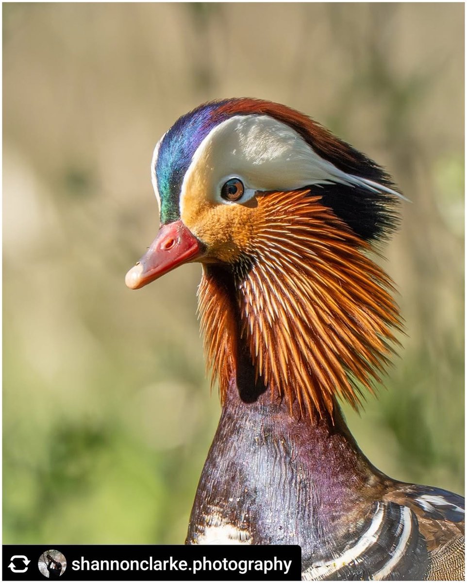 North East Tweets tweet media