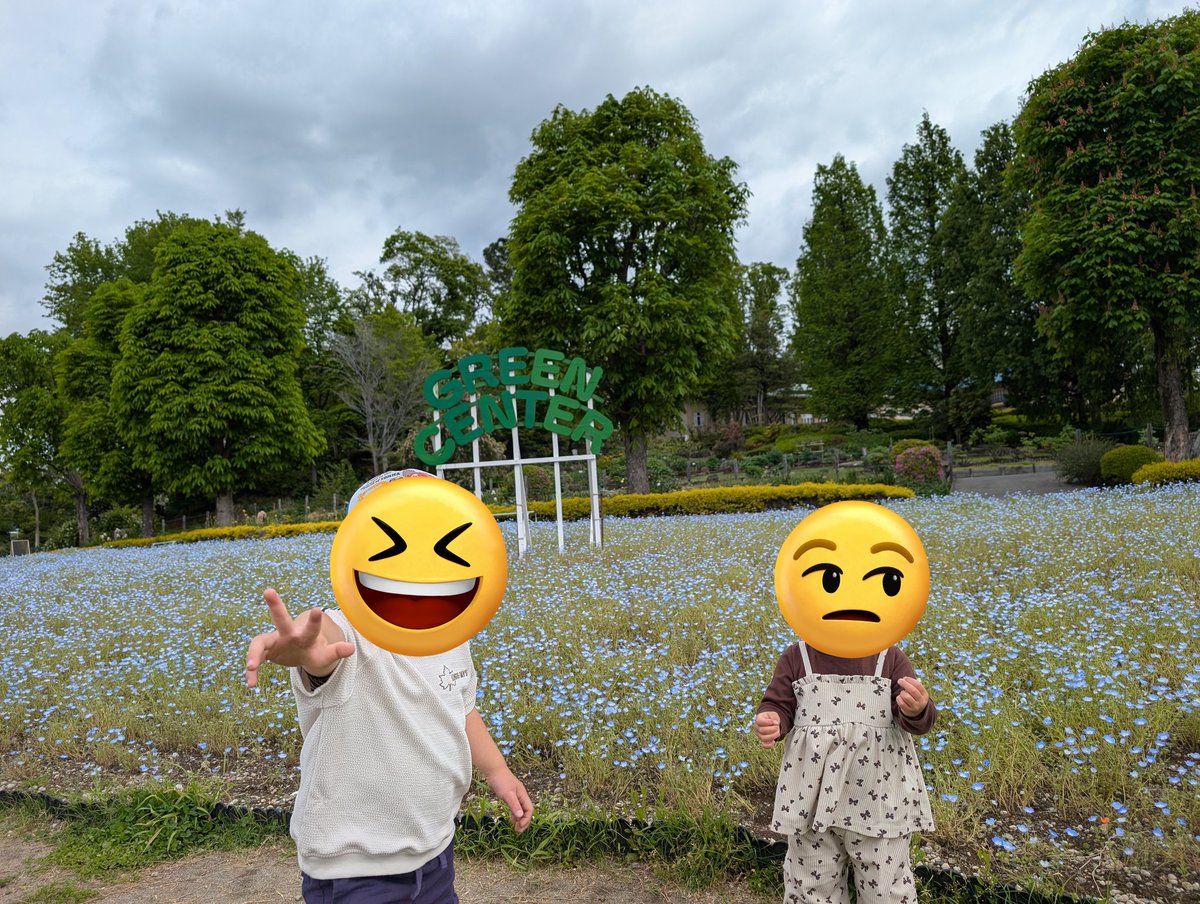 suucha_o's tweet photo. 見頃を1週間過ぎたネモフィラ
有料公園で普段あんまり人いないのに
保育園か幼稚園の集団が居て激混み
１時間退散した https://t.co/YhvEyDeZHf