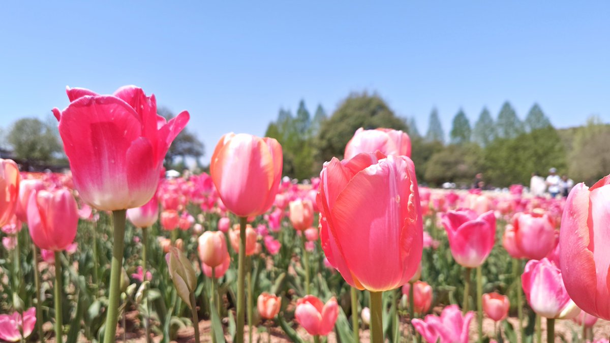 hiro_wanderlust's tweet photo. 今日は世羅町の花夢の里と世羅高原農場へ行って来ました🚗
どちらも満開でちょうど見頃を迎えています😊 https://t.co/PNRjeq1oc9
