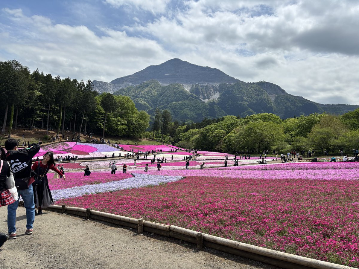 cococafe888's tweet photo. 羊山公園の芝桜
去年はほぼ終わってたけど今年は見頃で見れた♡
マルシェのほうも賑やかで楽しかったー♪ https://t.co/01g84qNhTU