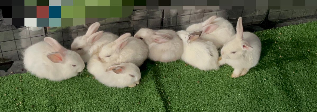 Celline Thefani tweet media