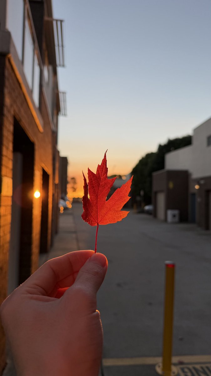 FinSA1117's tweet photo. Autumn in CBR https://t.co/vE8MoWGHd7