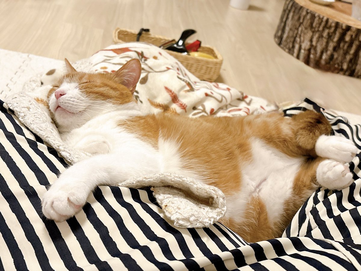 きなこ tweet media