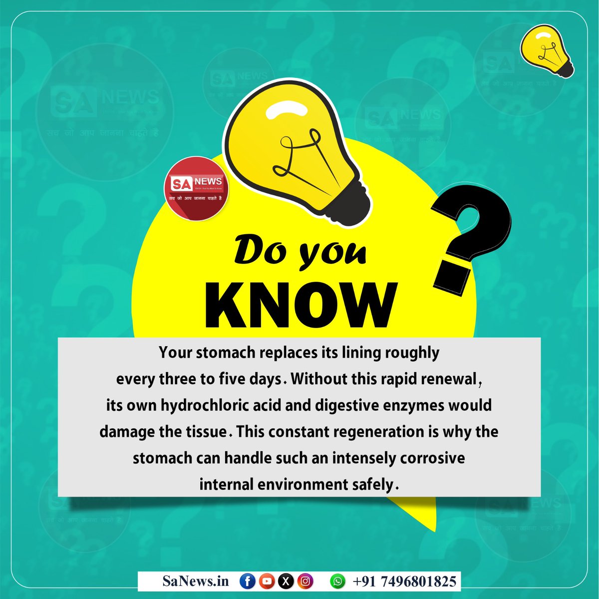 Do You Know?

Your stomach replaces its lining roughly every three to five days. Without this rapid renewal, its own hydrochloric acid and digestive enzymes would damage the tissue. This constant regeneration is why the stomach can handle such an intensely corrosive internal