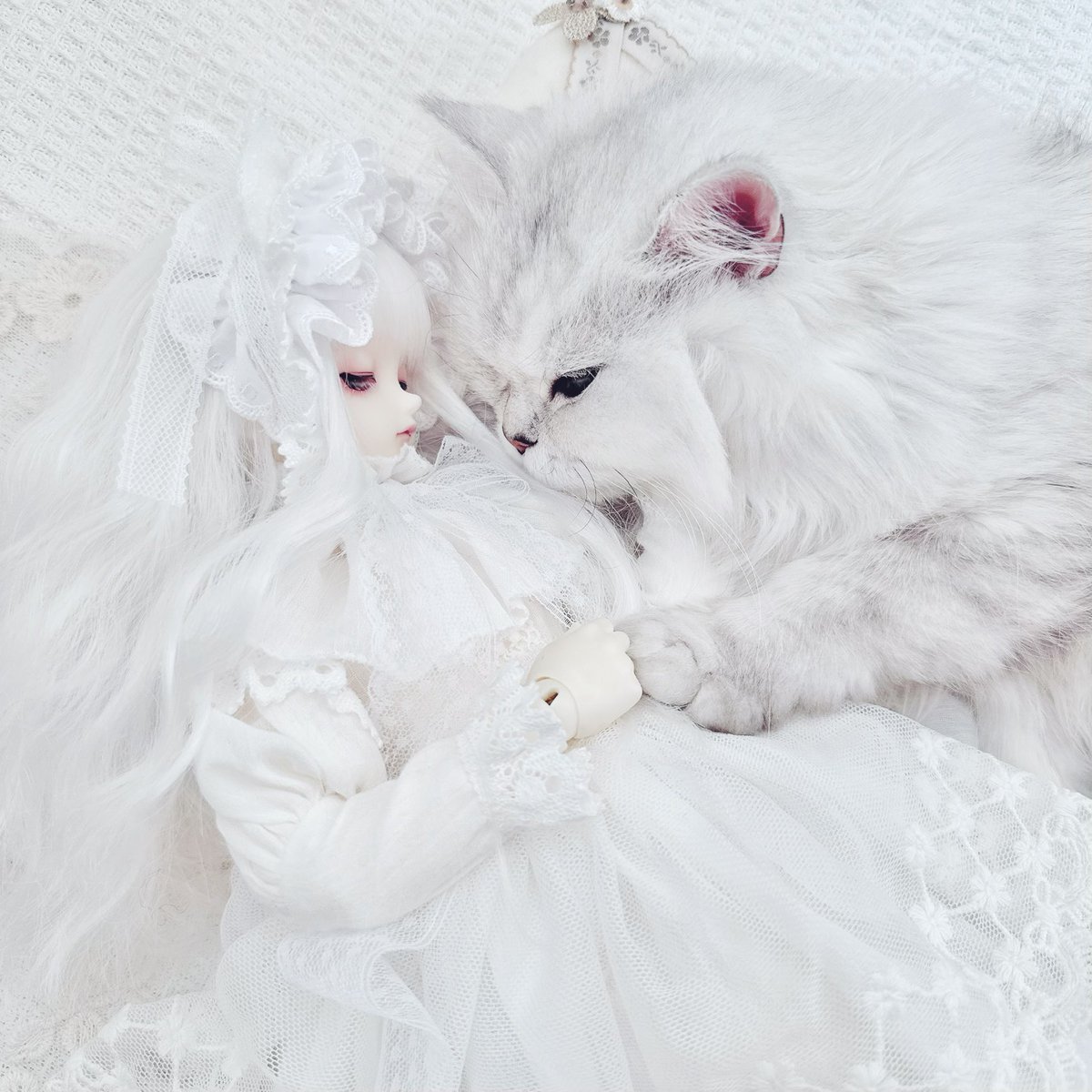 うちの猫ちゃん達が可愛すぎる助けて