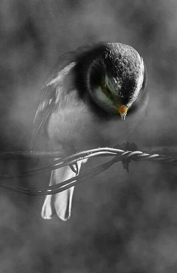 Abbhiha's tweet photo. وہی بے بسی , وہی بندشیںں ، وہی الجھنیں اے زندگی
میں ابھی تلک نہ سمجھ سکا تو نصیب ہے یا نصاب ہے https://t.co/ASwd5JzvTJ