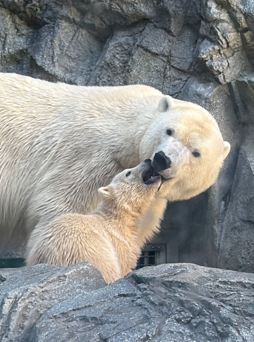 モモ太おめでとう、健やかに太ましく育ってね🐻‍❄️🐾
#男鹿水族館GAO #ホッキョクグマ #モモ #モモ太