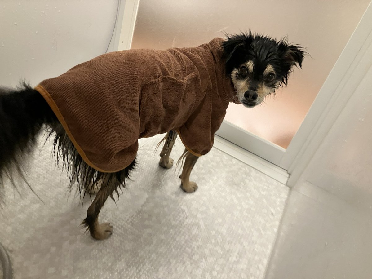 チョコ（デカチワワ） tweet media