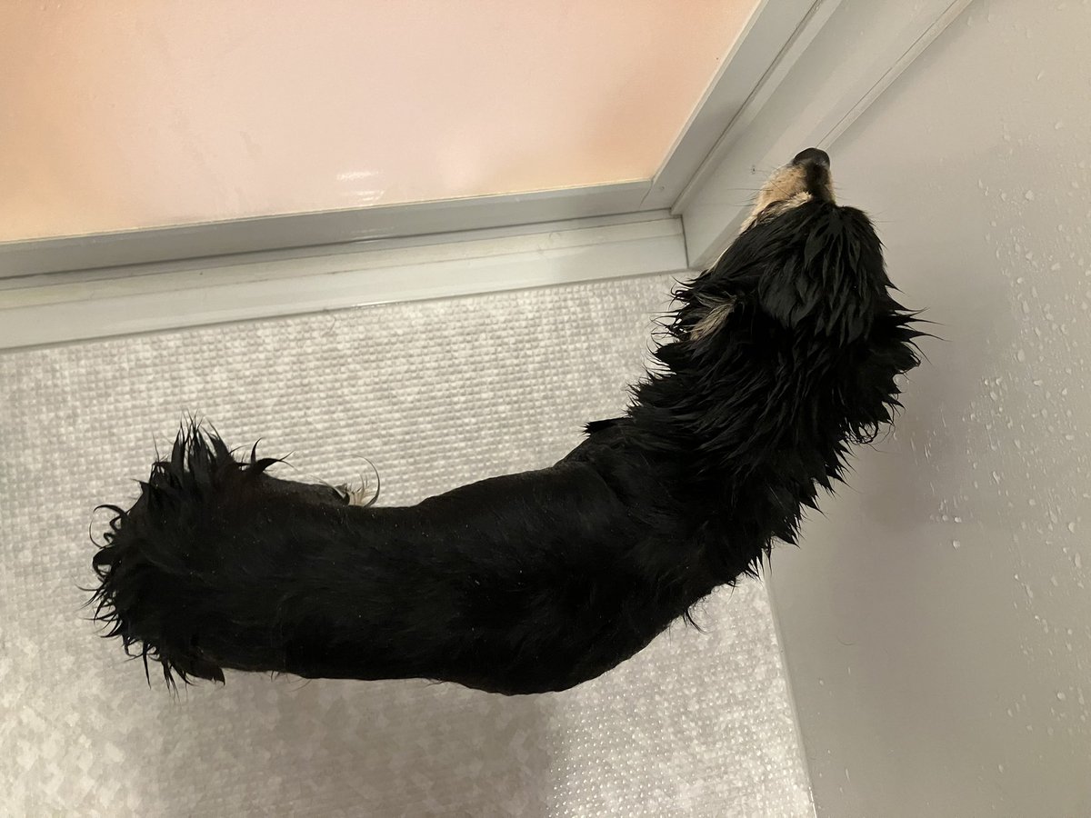 チョコ（デカチワワ） tweet media