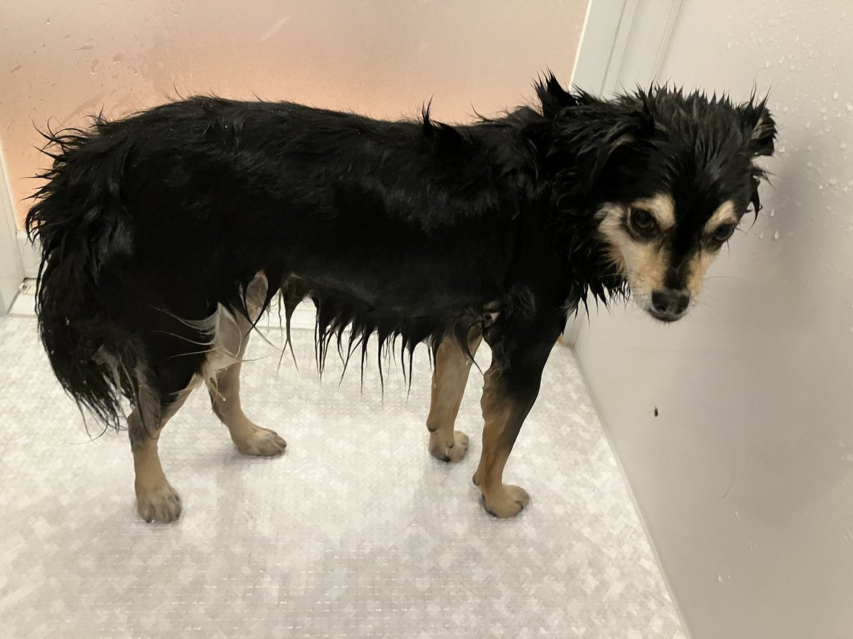 チョコ（デカチワワ） tweet media