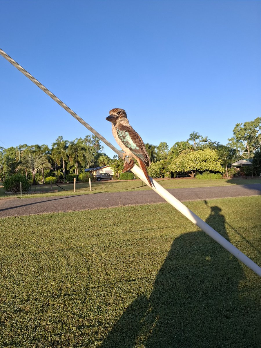 braddorgie's tweet photo. My mate when mowing.... getting a feed 🪱 🐍 🐛
#kooka https://t.co/jOcJTBP9DK
