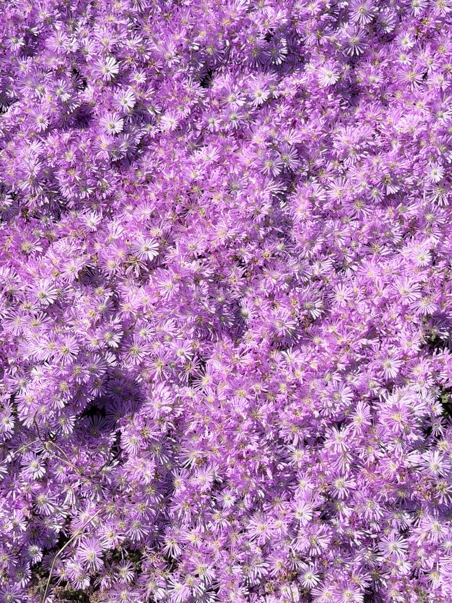 Alonein43672278's tweet image. #photography #carpet #flowers