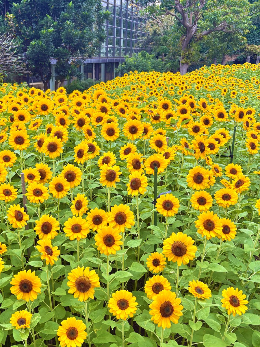 本日は無料入館日で、たくさんのお客様にお越しいただきました！
満開のひまわり畑、楽しんでいただけたようで嬉しいです🌻
そして…
5月4日（月・祝）も無料入館日です！
ぜひ、たくさんの方に見に来ていただけたら嬉しいです☻
#熱帯ドリームセンター #ひまわり
