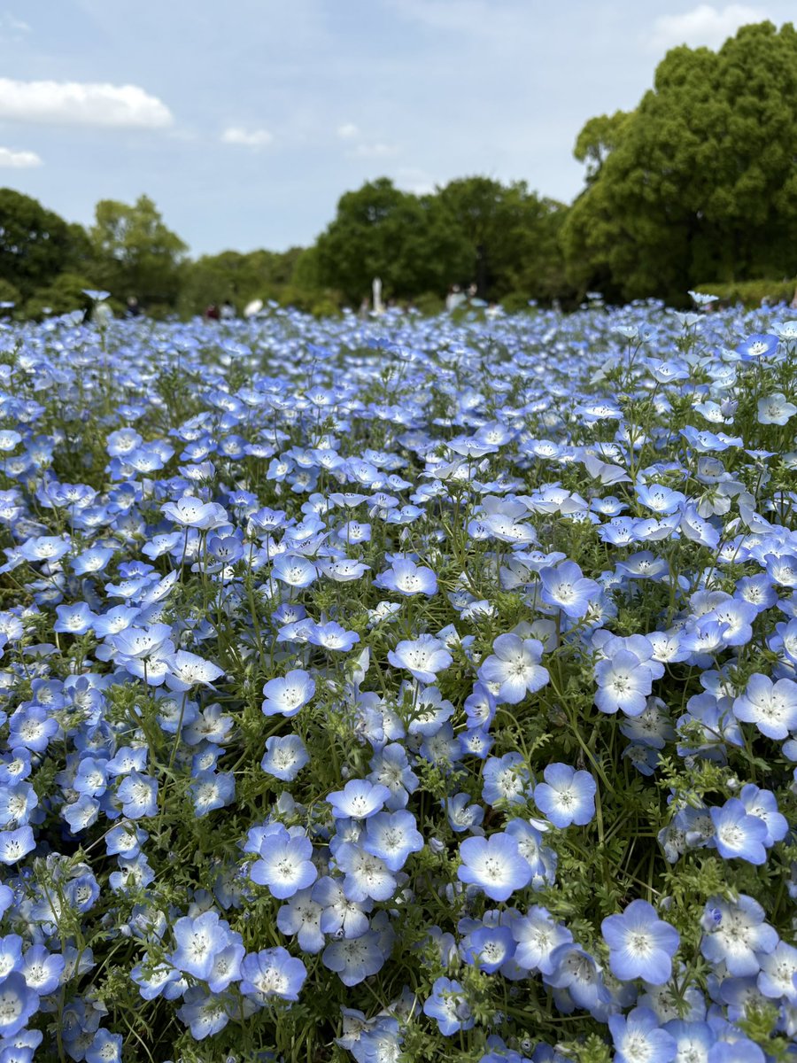 piantaゆう💫 tweet media