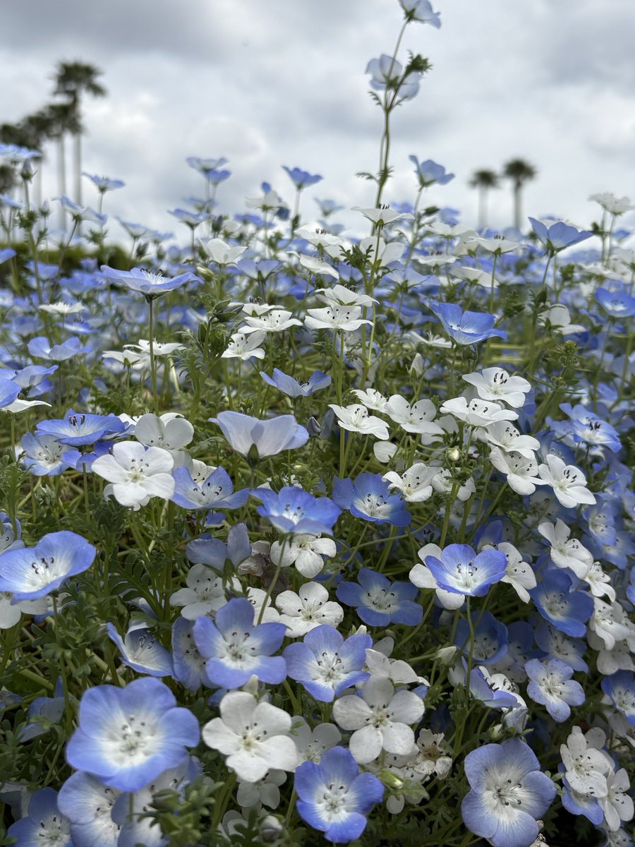 piantaゆう💫 tweet media