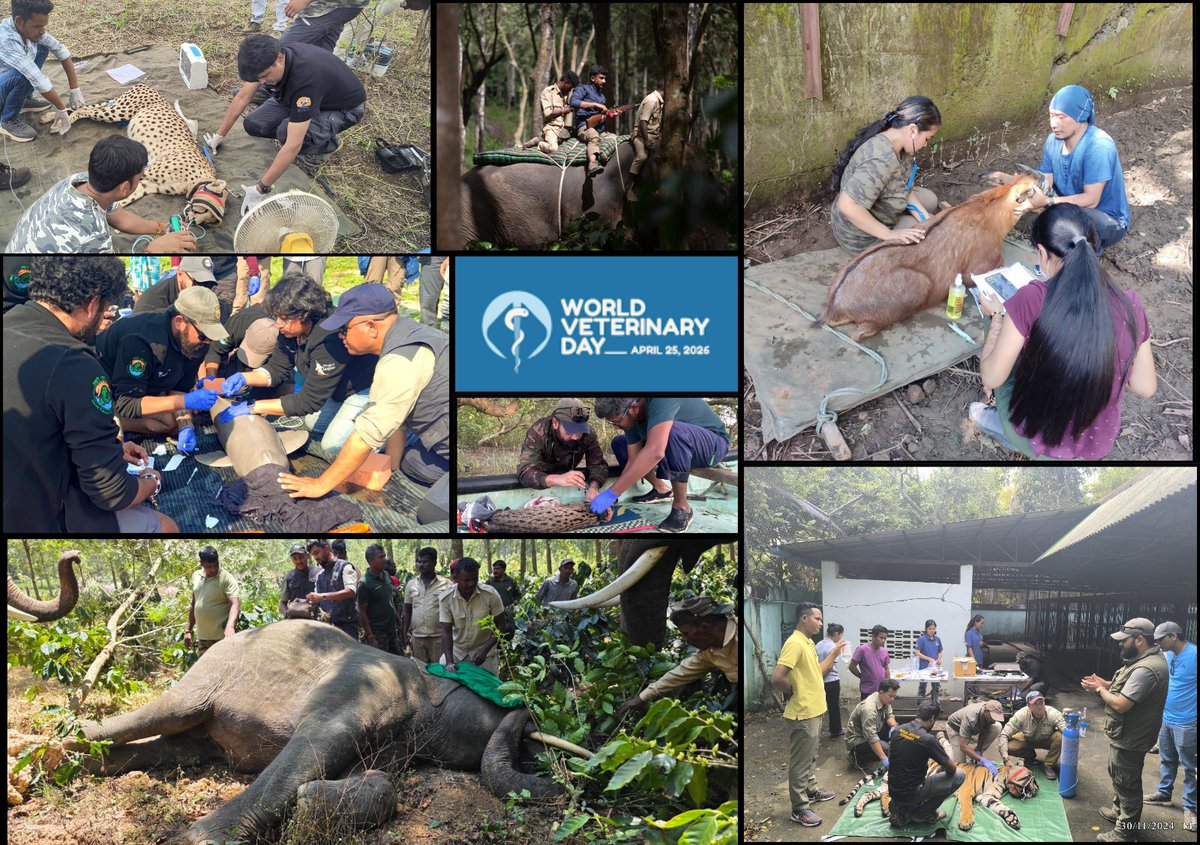 ntca_india's tweet photo. Happy World Veterinary Day to the veterinarians supporting India’s wildlife conservation efforts.

From wildlife translocations and species recovery to scientific research, disease surveillance and rehabilitation, vets play a vital role in strengthening conservation across the country.

#WorldVeterinaryDay #NTCA 
@PMOIndia @moefcc @MSTrIPES @wii_india @IBCA_official @Unitedfortigers @PIB_India @EnvironmentPib