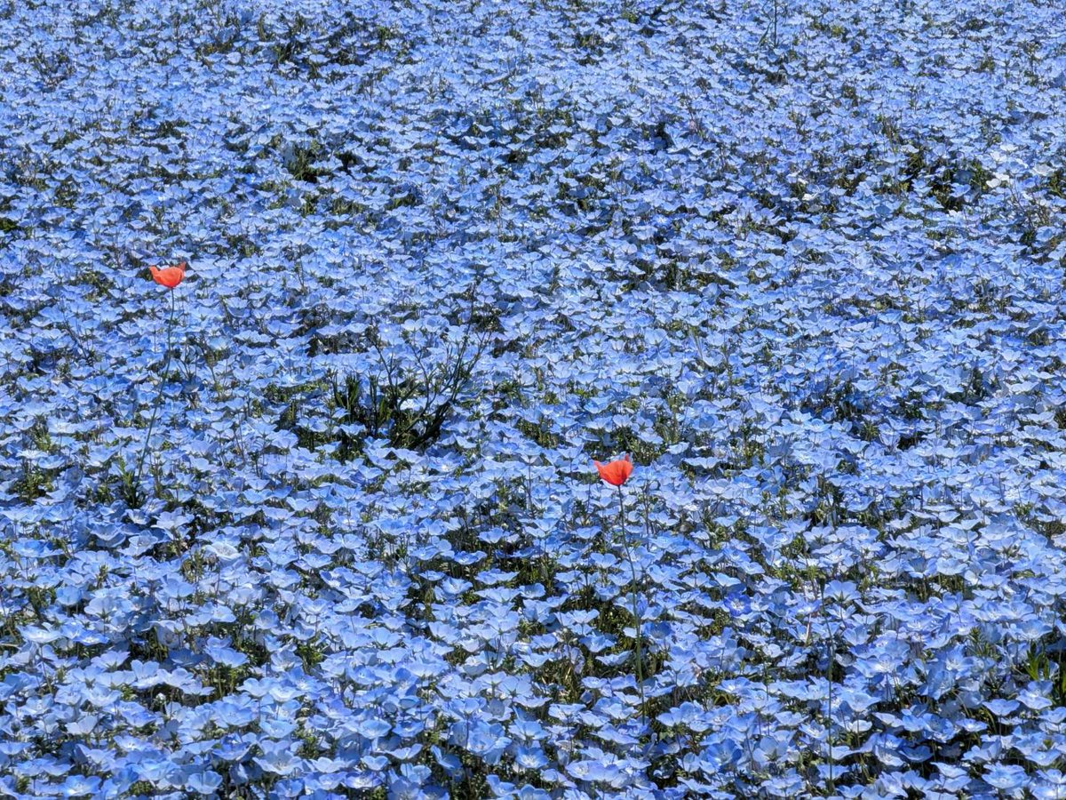 KAORI_7_17's tweet photo. 国立ひたち海浜公園へ

ネモフィラが満開✨まるで海のように青々と広がっていて、圧巻♡とても綺麗でした

菜の花やチューリップがお花の絨毯のようで、これまた綺麗

一面がお花の香りに包まれていて、癒されました(*´꒳`*)

#国立ひたち海浜公園 https://t.co/YMHtBzMzcb