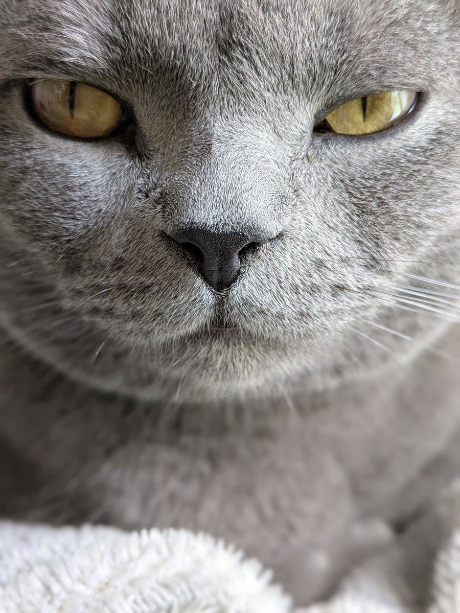 た ぬ を tweet media