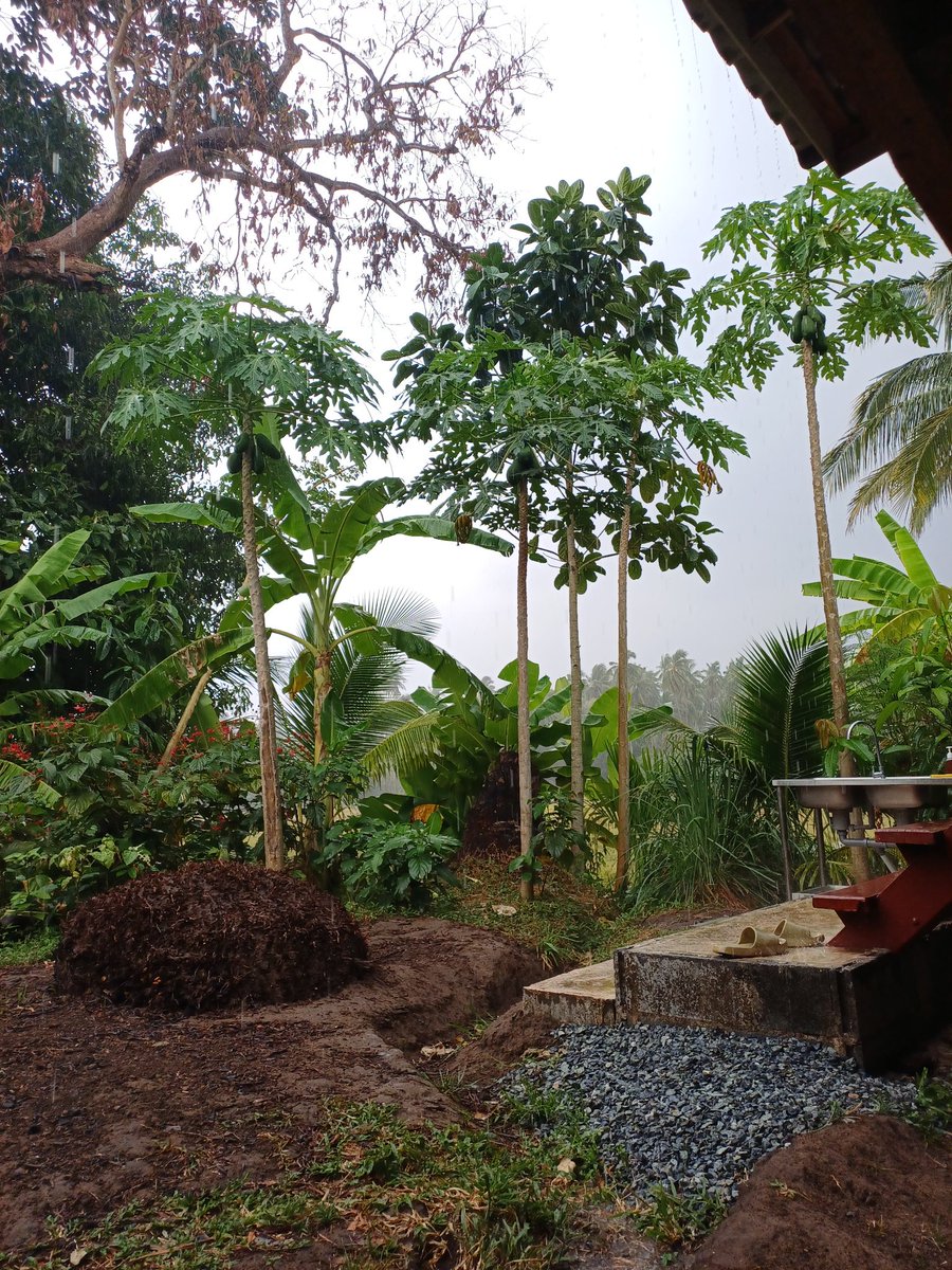 3tttSw's tweet photo. หลังจากฝนตกบรรยากาศแบบนี้น่า ทำกิจกรรมเข้าจังหวะ สักสองสามน้ำ คงน่าจะฟินดี��ะ
#สวิงกิ้ง
#ชายเดี่ยวช่วยคู่
#แม่สอด
#ตาก
#กำเเพงเพชร https://t.co/DmHxg6UqoC