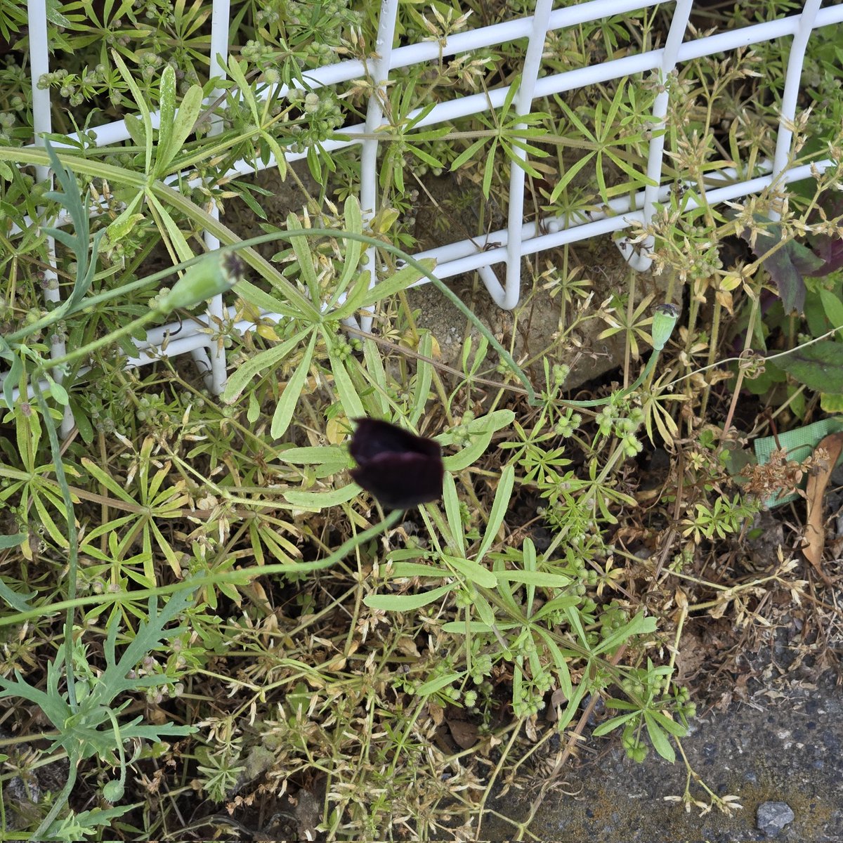 akira＠ボラのようだ tweet media