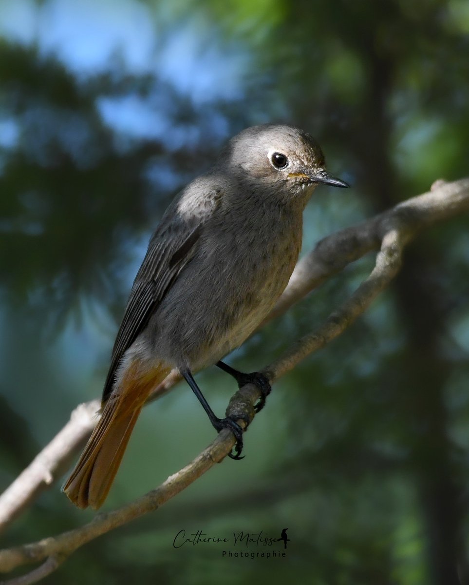 Je crois que sans le vouloir je suis en train de vous faire une saga rouge-queue pour ce weekend ✨

Voici madame perchée dans le chêne pendant que monsieur s'affaire au sol du jardin.
Ils apparaissent toujours ensemble, jamais l'un sans l'autre 💞
#birdphotography #naturebeauty