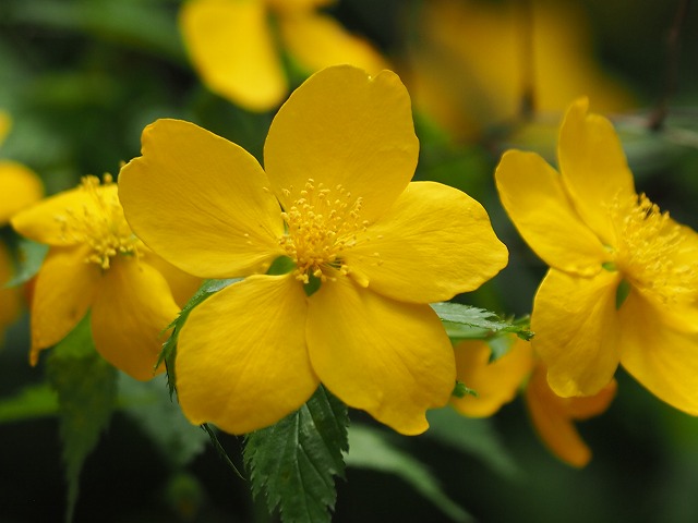 しなやかな枝が風に揺れる様子から

ヤマブキ（山吹）
学名　Kerria japonica

 #ヤマブキ #山吹 
 #明石公園  #AkashiPark 
 #明石公園の野草 
 #野の花が好きな人と繋がりたい 
 #TLを花でいっぱいにしよう