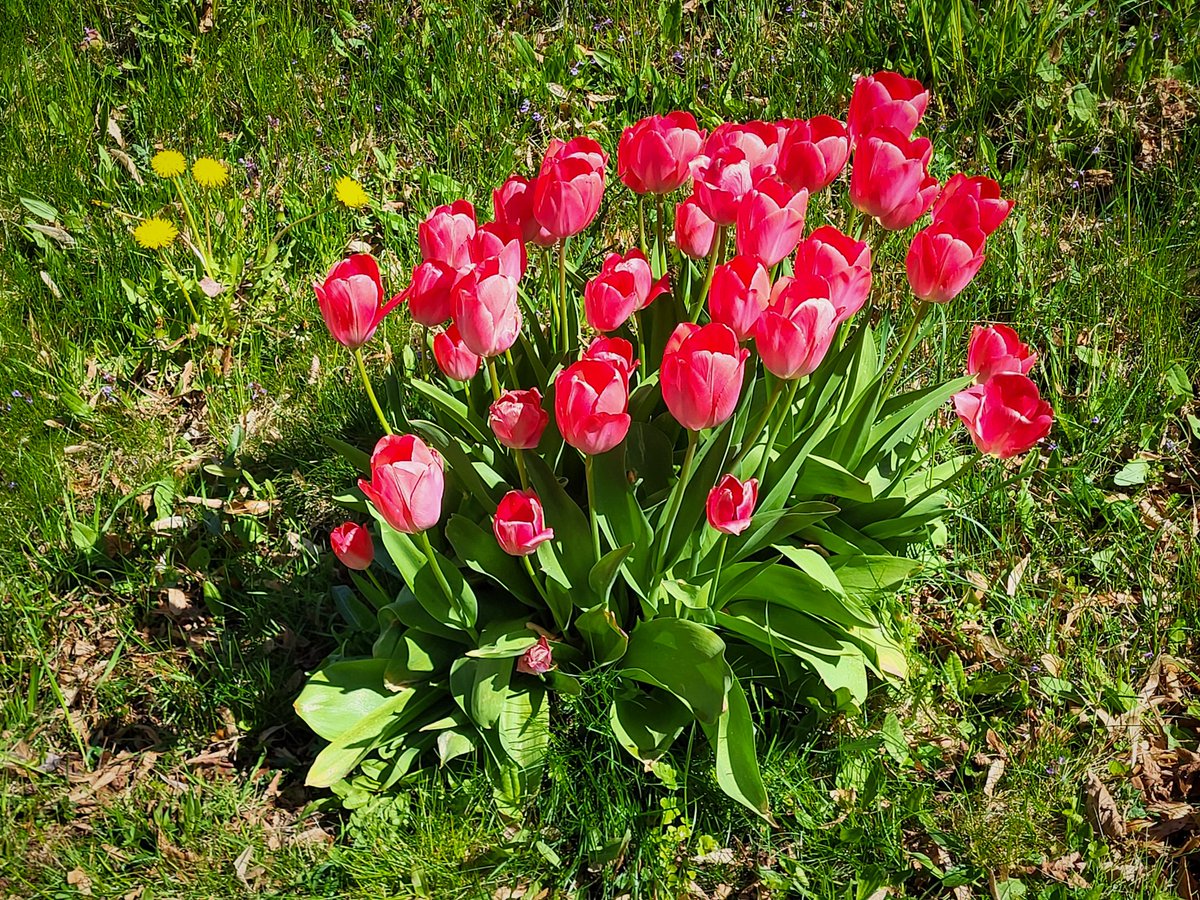 skrella's tweet photo. Juten Morjen🌷 https://t.co/r6KGnODqcq