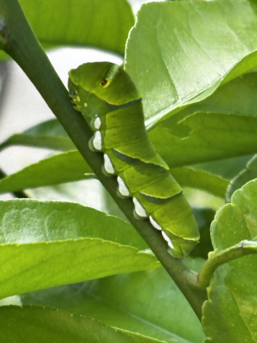 すのぴ＠キュア会社員 tweet media