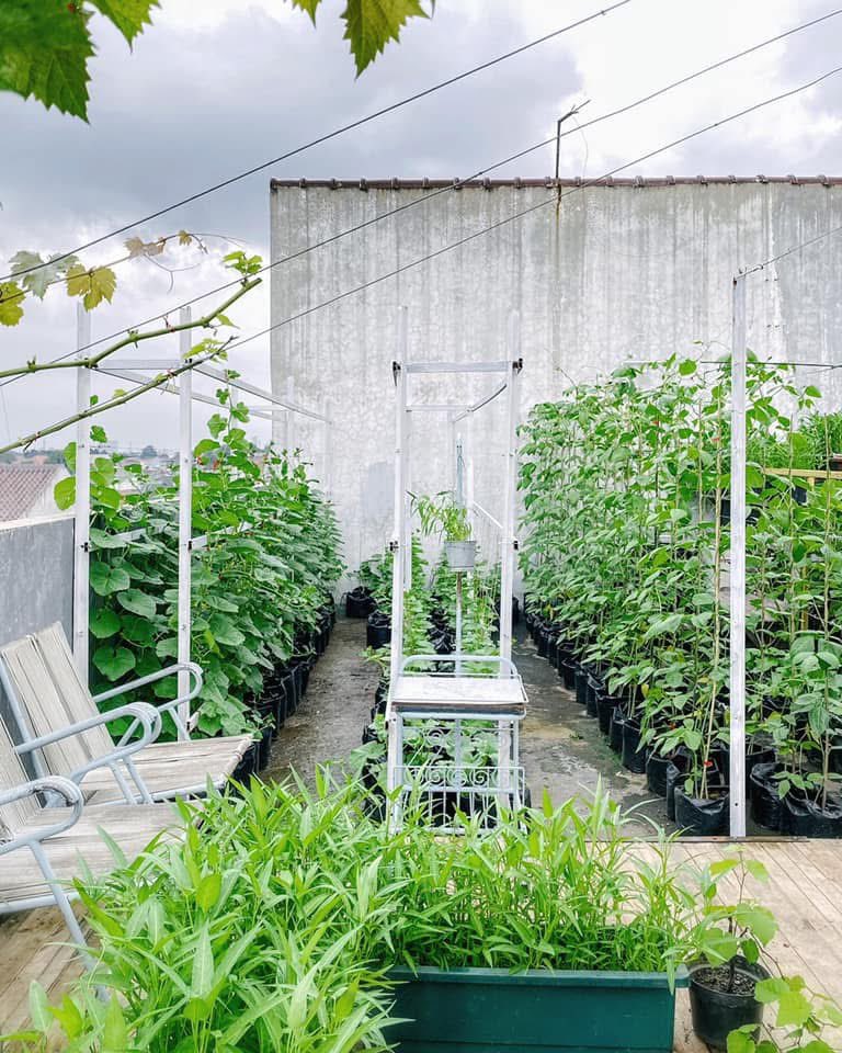 kebunrooftop's tweet photo. Belajar menanam timun suri + kacang panjang di rooftop , nanam memakai polybag - pupuk pertumbuhan Npk 16-16-16  #URBANFARMING #berkebun #containergardening https://t.co/TEhves1P6T