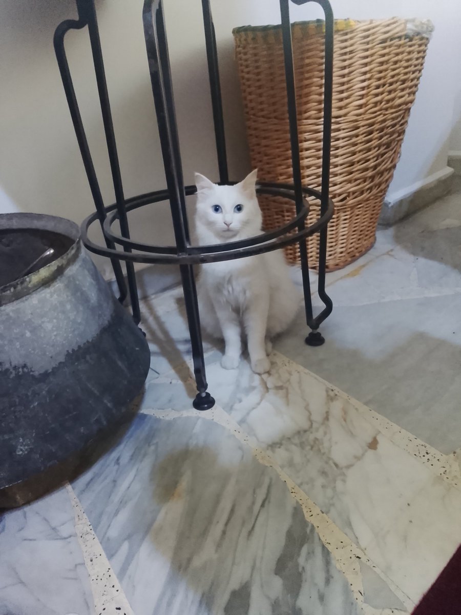 Jolly EternalBanana 🇱🇧 tweet media