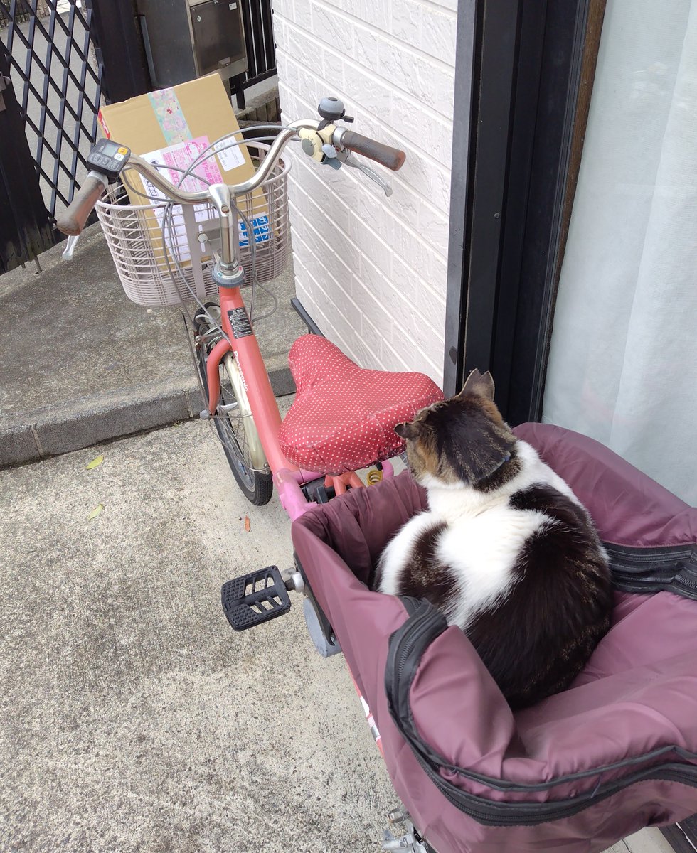 Kijitora469's tweet photo. 🚚宅配便が���たので受けとっておいたよ📦🐾
(地域猫のチョビ君)

#猫のいる暮らし #キジトラ #猫好きさん #猫のいる生活  #猫がいる幸せ https://t.co/kcXPwduWxT